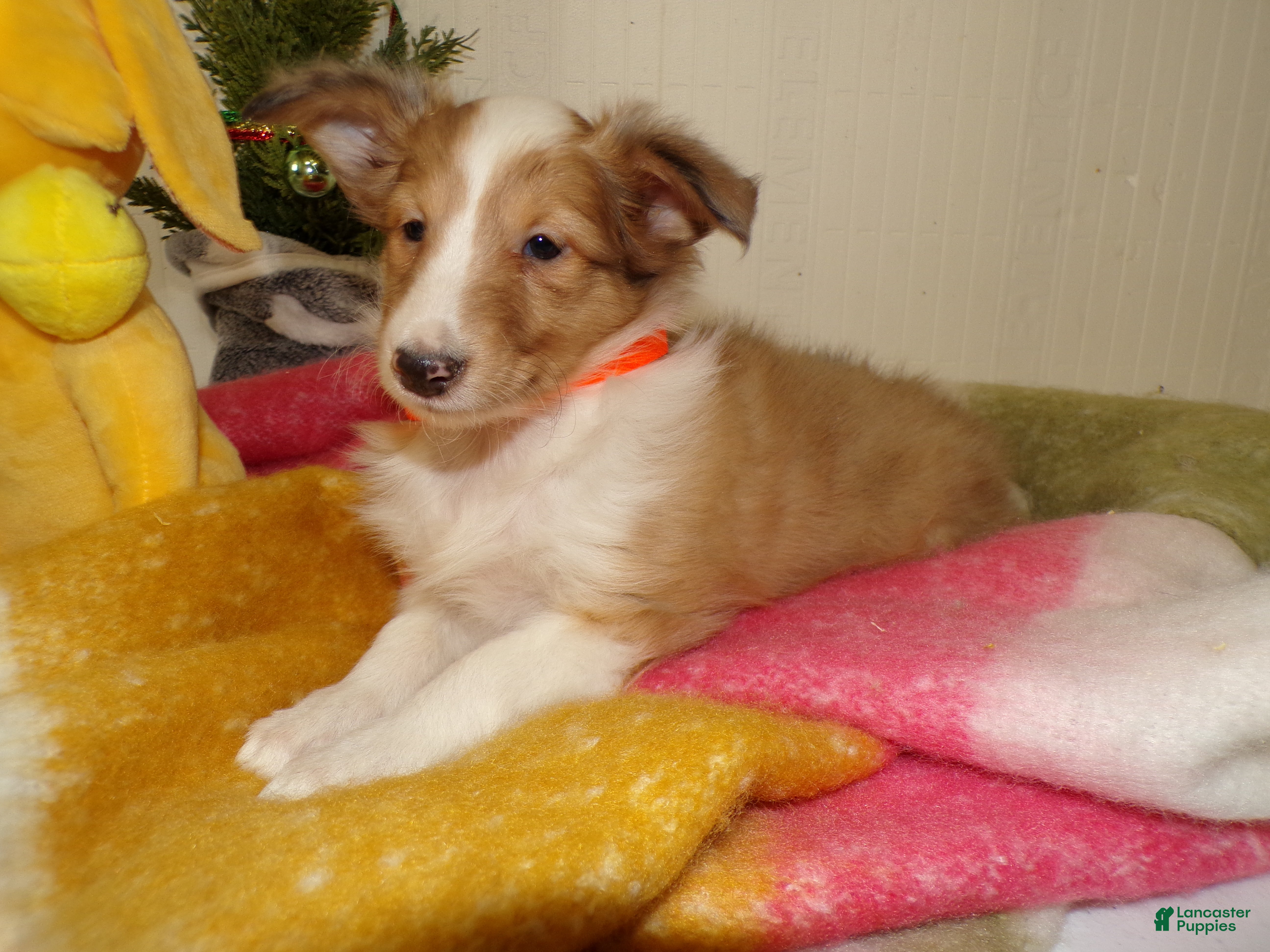 Shetland Sheepdog dogs for sale: Shetland Sheepdog Puppy 6 Molly - Ad 1