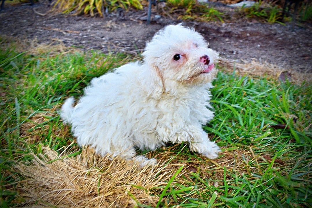 Havapoo dogs for sale: Queenie - Ad 13