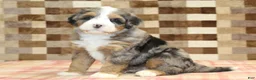 Mini Bernedoodle dogs for sale: Charlie - Ad 5