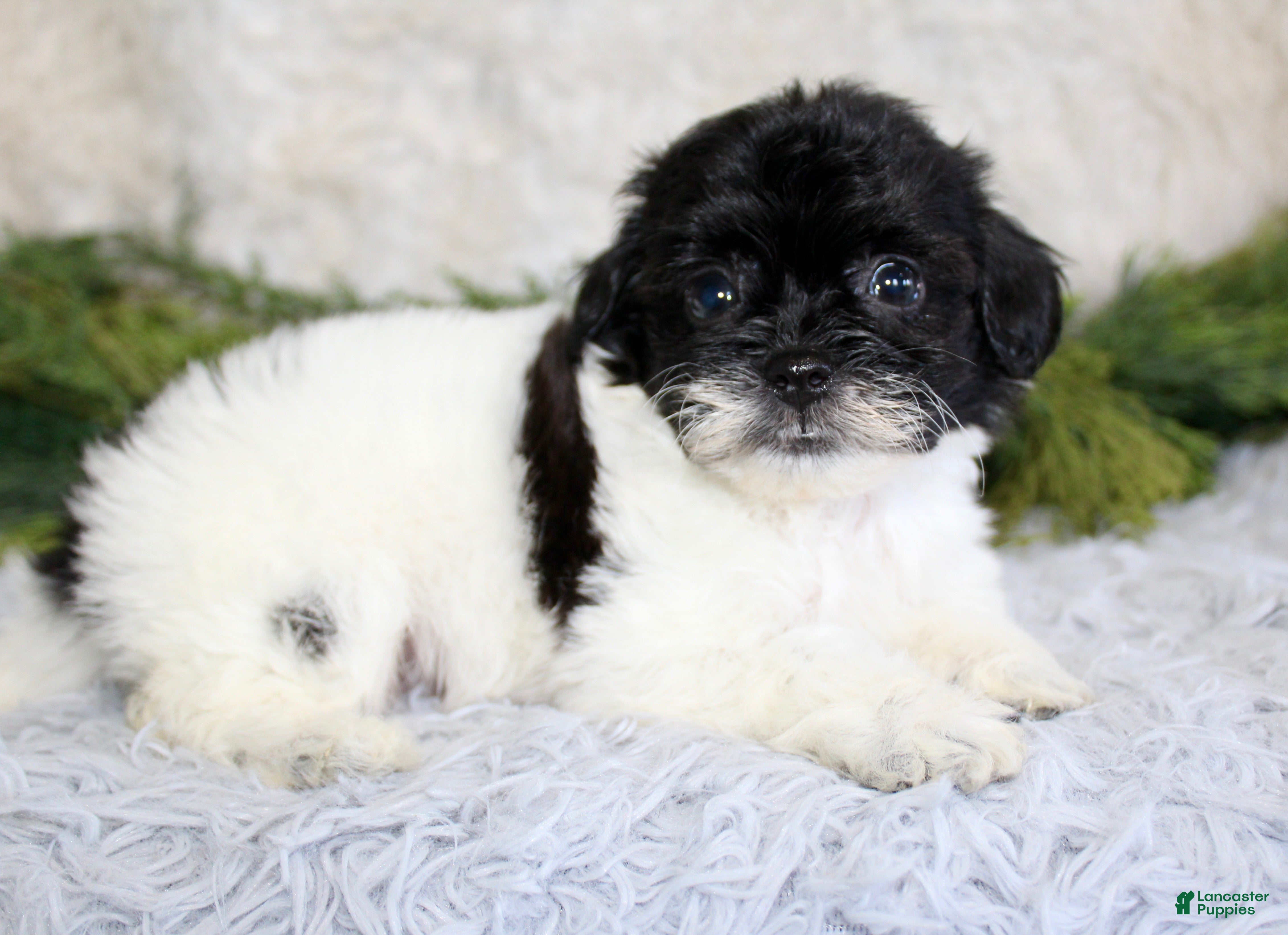 Shihpoo dogs Shihpoo Boy 1 - Ad 11