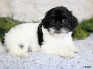 Shihpoo dogs Shihpoo Boy 1 - Ad 12