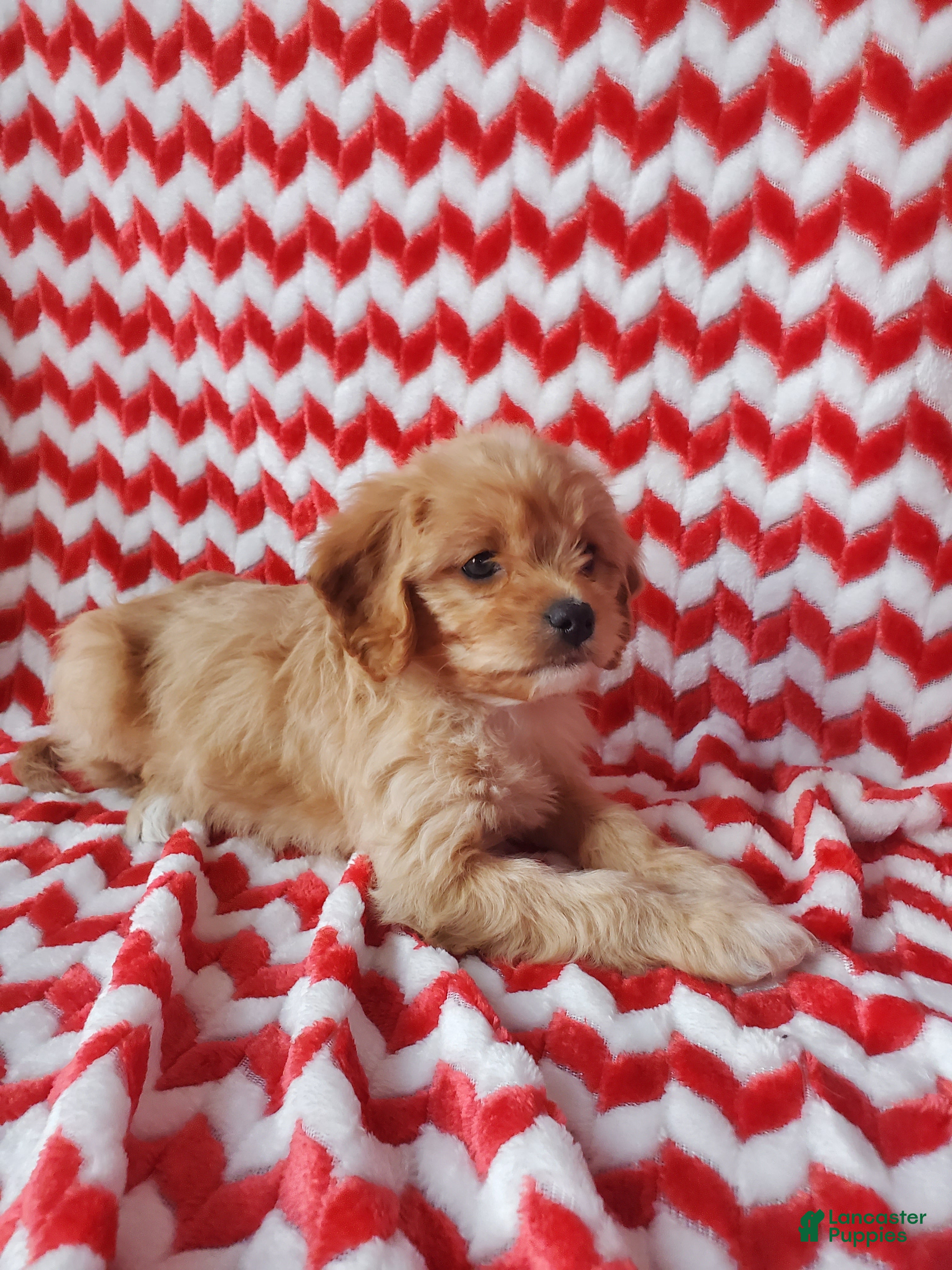 Cavachon dogs Caramel - Ad 5