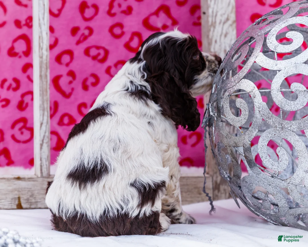 Cocker Spaniel dogs for sale: Waldo - Ad 3