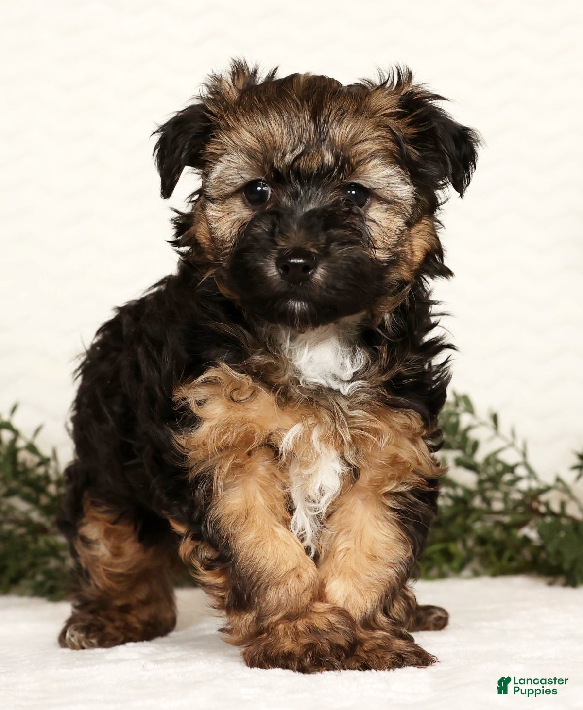 Yorkiepoo dogs Bailey  3lbs - Ad 2