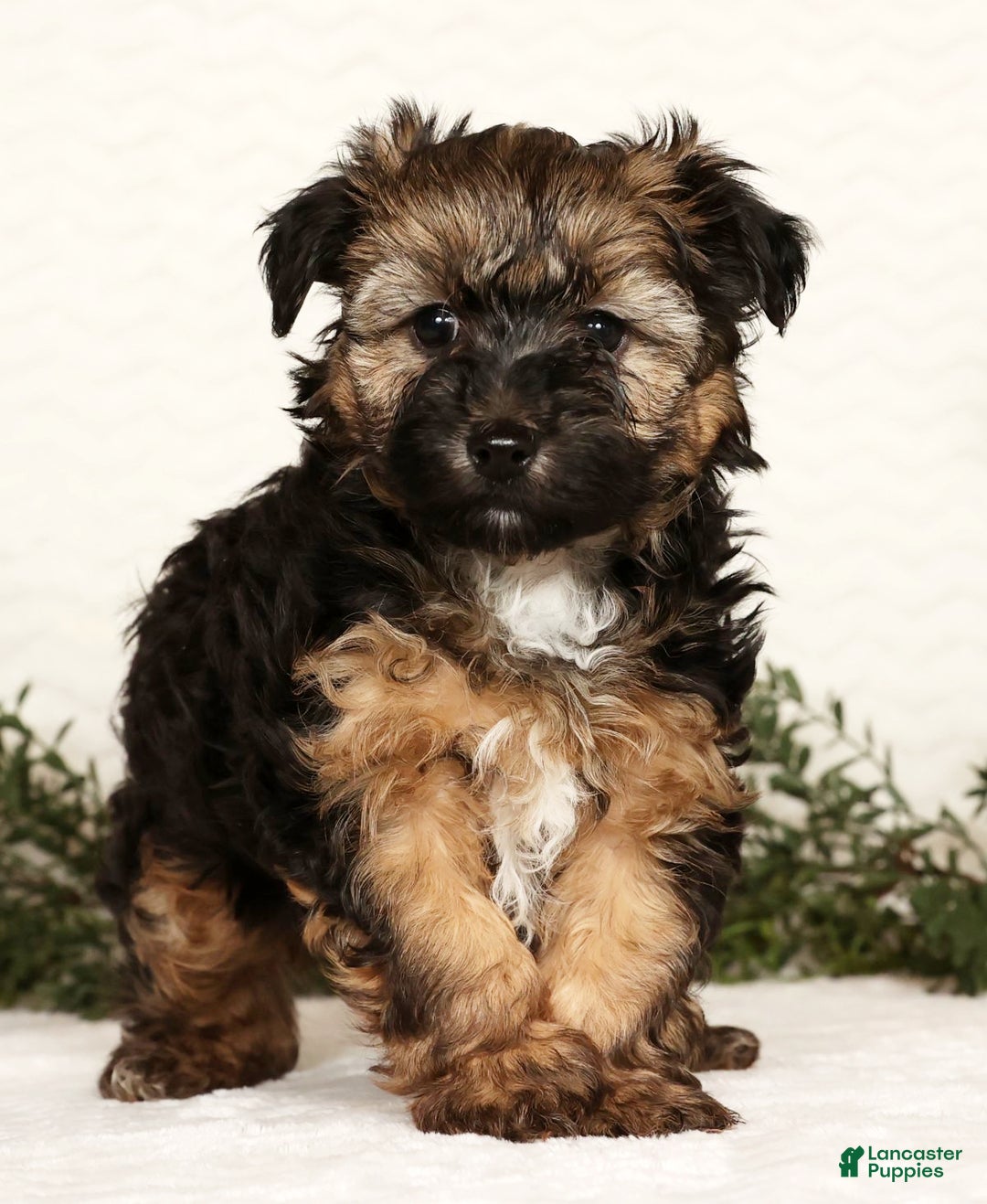 Yorkiepoo dogs for sale: Bailey  3lbs - Ad 1