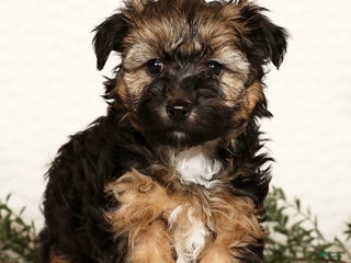 Yorkiepoo dogs Bailey 3lbs - Ad 11