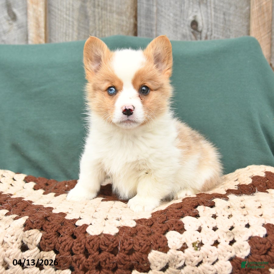 Welsh Corgi Pembroke dogs for sale: Hugo - Ad 2
