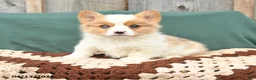 Welsh Corgi Pembroke dogs for sale: Hugo - Ad 1