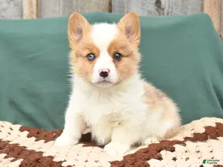 Welsh Corgi Pembroke dogs for sale: Hugo - Ad 2