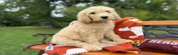 Labradoodle dogs for sale: Zella (Girl) - Ad 5