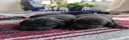 Newfoundland dogs for sale: Hero - Ad 29