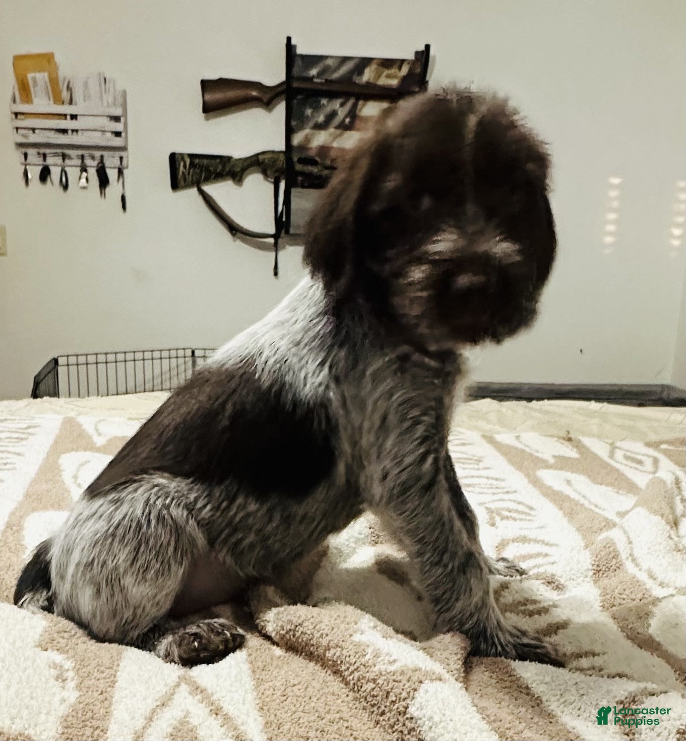 Wirehaired Pointing Griffon dogs Wirehaired Pointing Griffon; "Blue Collar". - Ad 2
