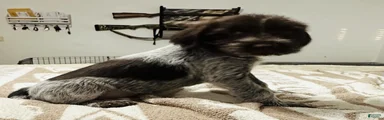 Wirehaired Pointing Griffon; "Blue Collar".