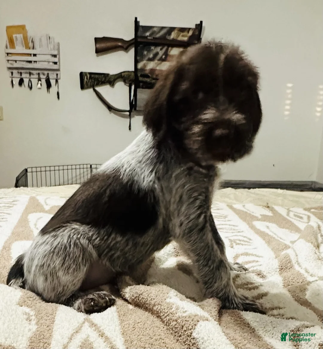 Wirehaired Pointing Griffon dogs for sale: Wirehaired Pointing Griffon; "Blue Collar". - Ad 1