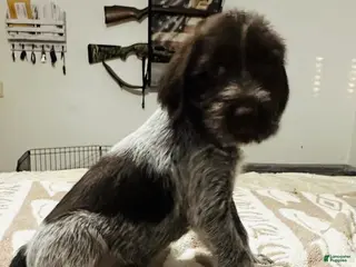 Wirehaired Pointing Griffon dogs Wirehaired Pointing Griffon; "Blue Collar". - Ad 6