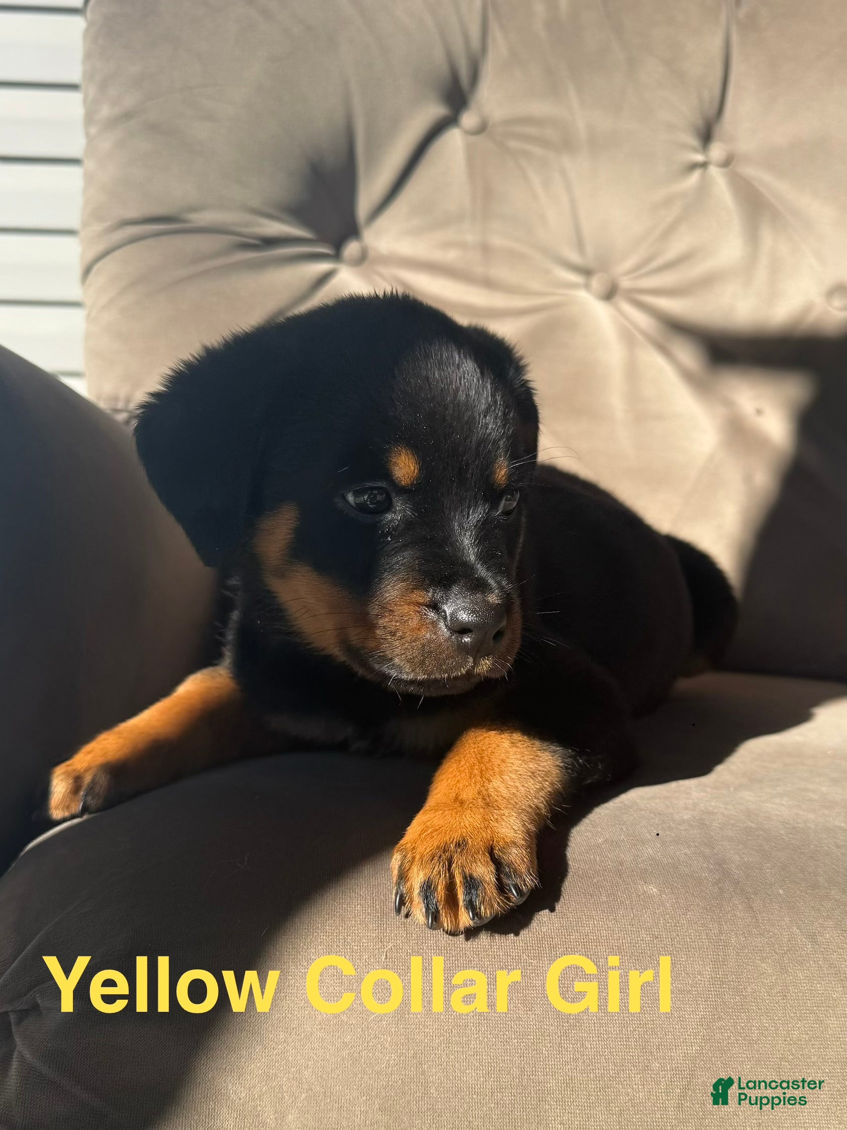 Rottweiler dogs Rottweiler 1 (Yellow) - Ad 15