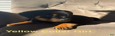 Rottweiler 1 (Yellow)