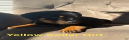 Rottweiler dogs for sale: Rottweiler 1 (Yellow) - Ad 1
