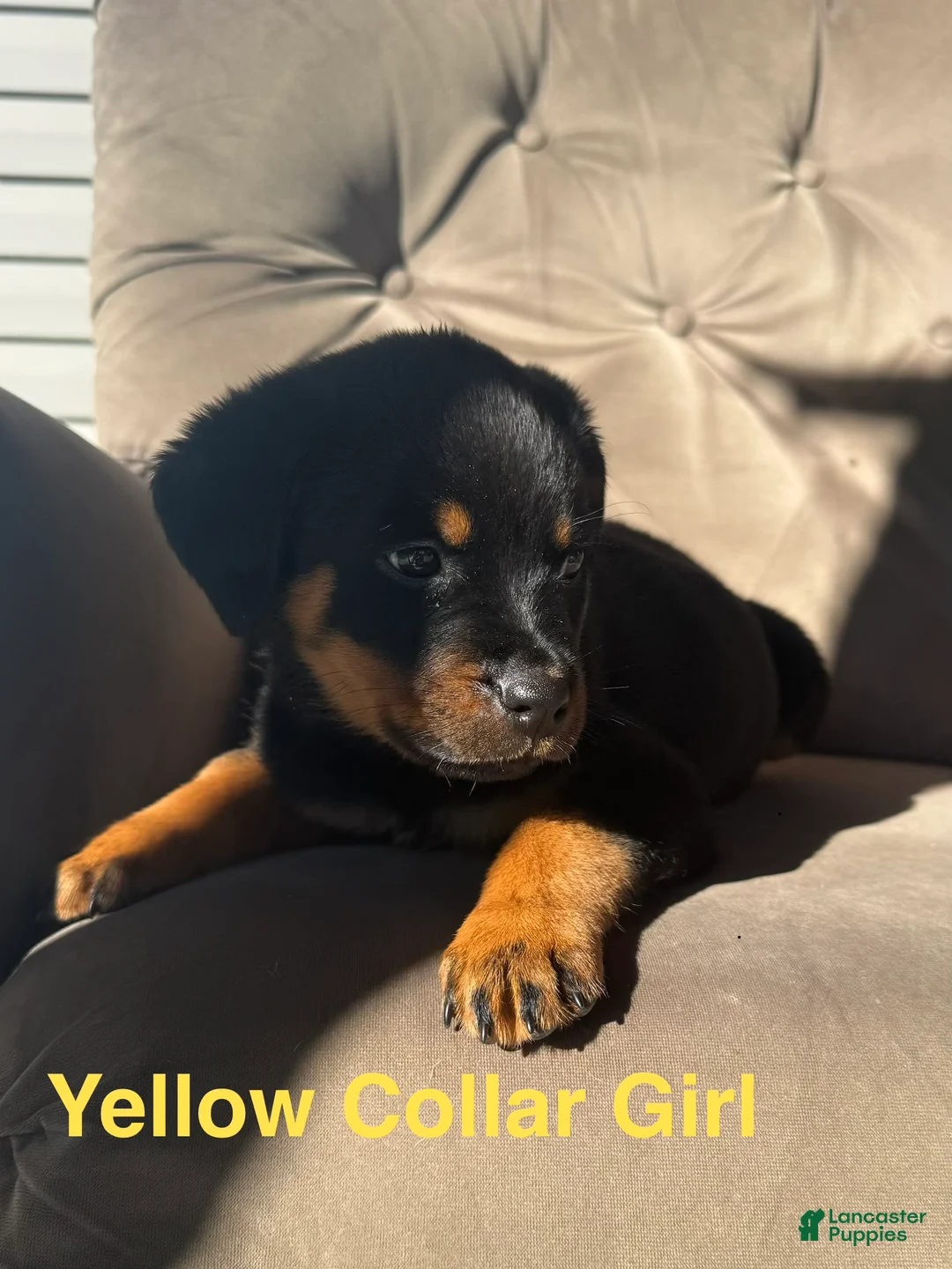 Rottweiler dogs for sale: Rottweiler 1 (Yellow) - Ad 1