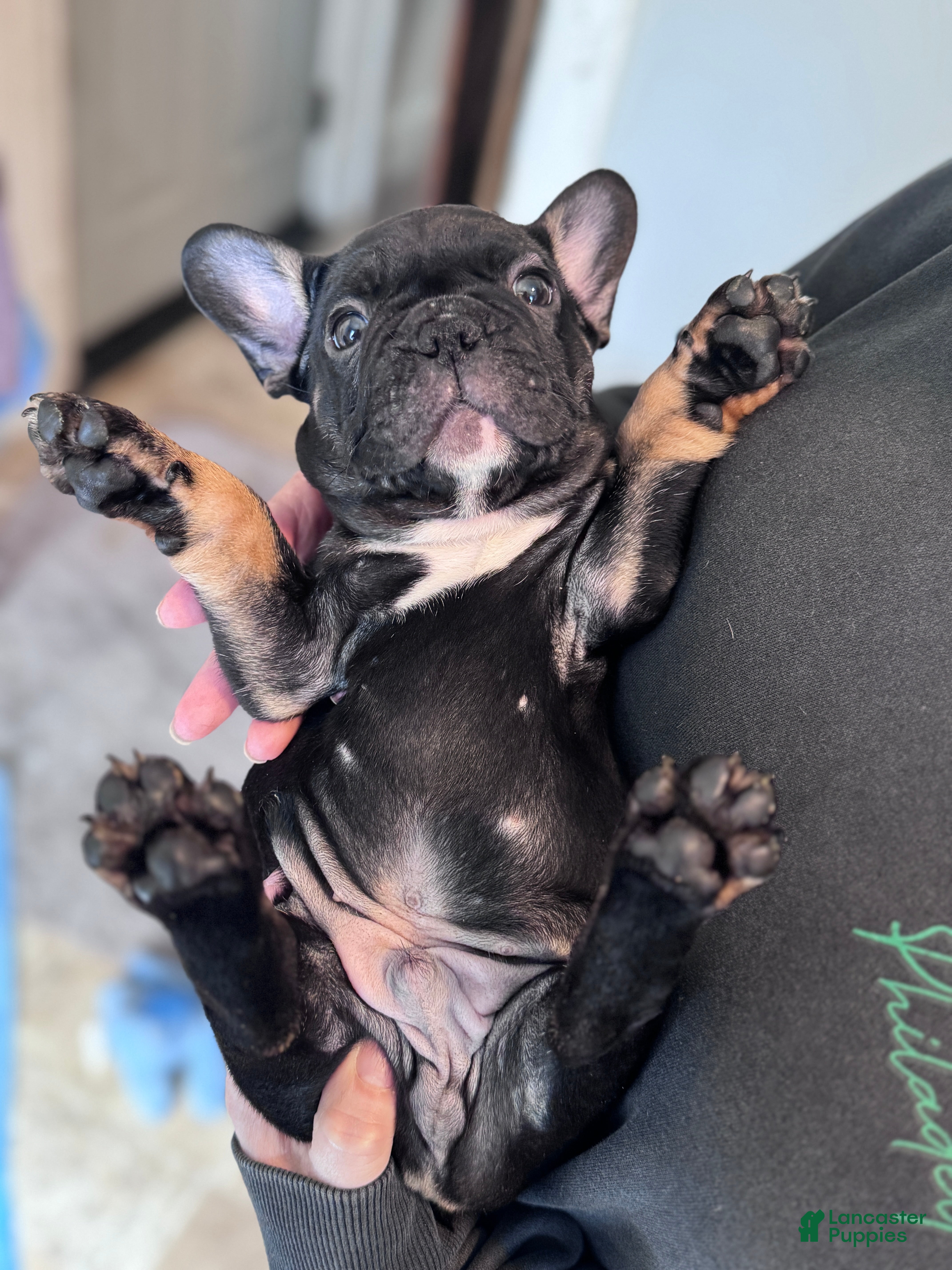 French Bulldog dogs Gizmo  - Ad 21