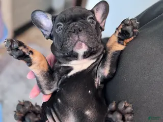 French Bulldog dogs Gizmo - Ad 7