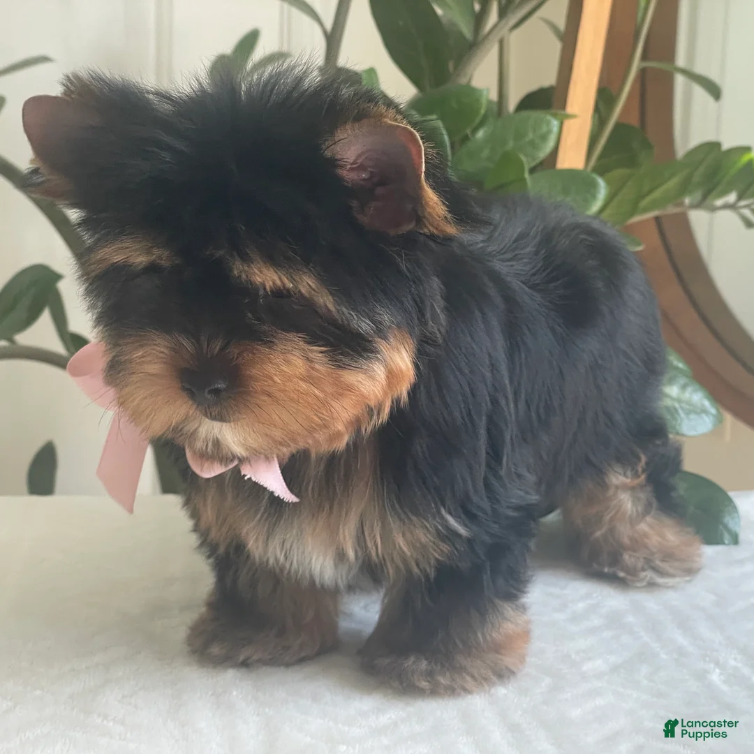 Yorkshire Terrier dogs for sale: Baby Paige - Ad 2