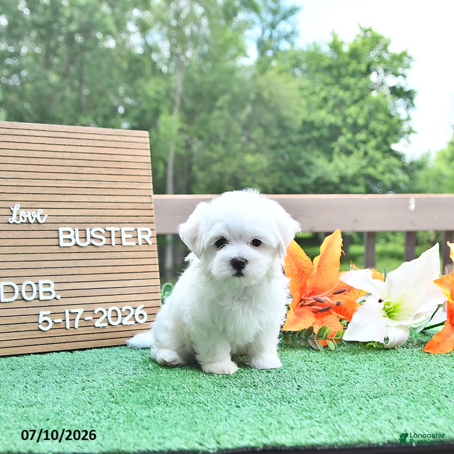 Maltese dogs Buster - Ad 1