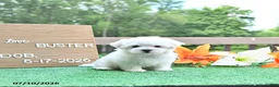 Maltese dogs for sale: Buster - Ad 1