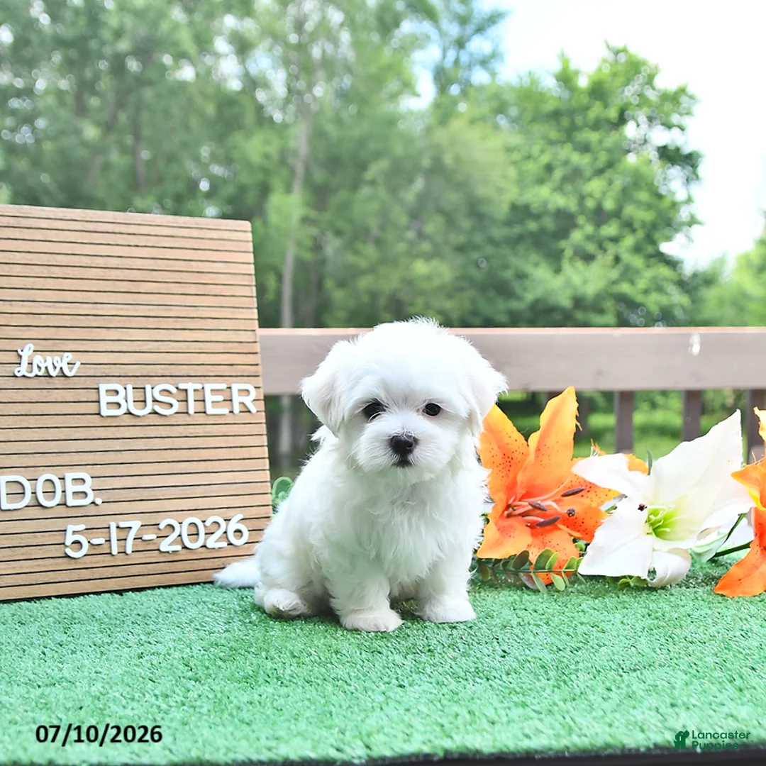 Maltese dogs for sale: Buster - Ad 1