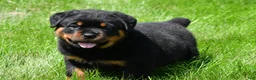 Rottweiler dogs for sale: autumn - Ad 2