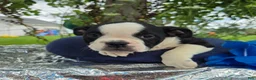 Olde English Bulldogge dogs for sale: Forky - Ad 5