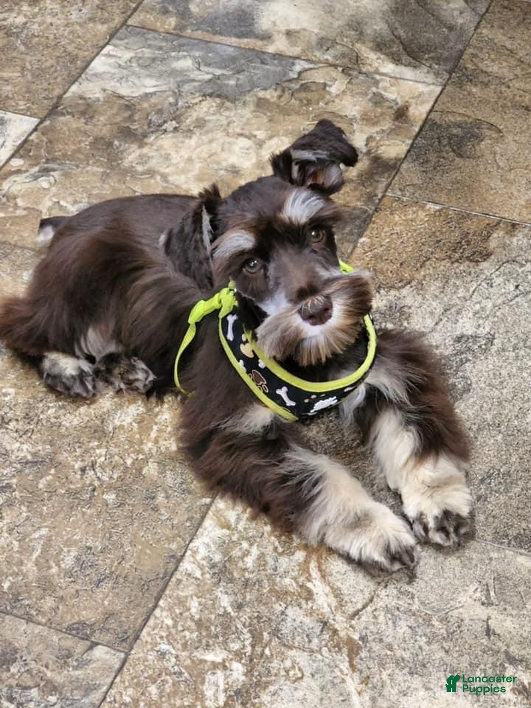 Miniature Schnauzer dogs for sale: Lexie Male 2 AKC Liver Color Mega Coat - Ad 5