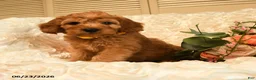 Mini Goldendoodle dogs for sale: Gunner - Ad 1