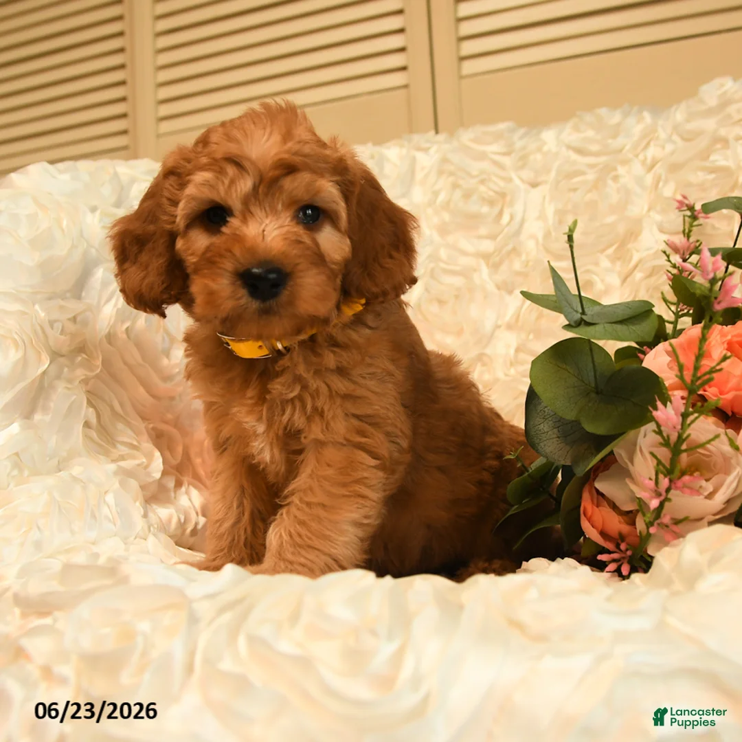 Mini Goldendoodle dogs for sale: Gunner - Ad 1