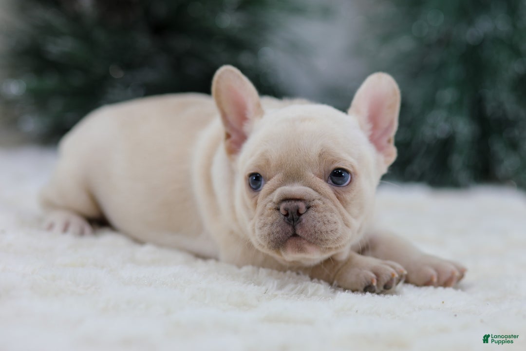 French Bulldog dogs for sale: Mary - Ad 7