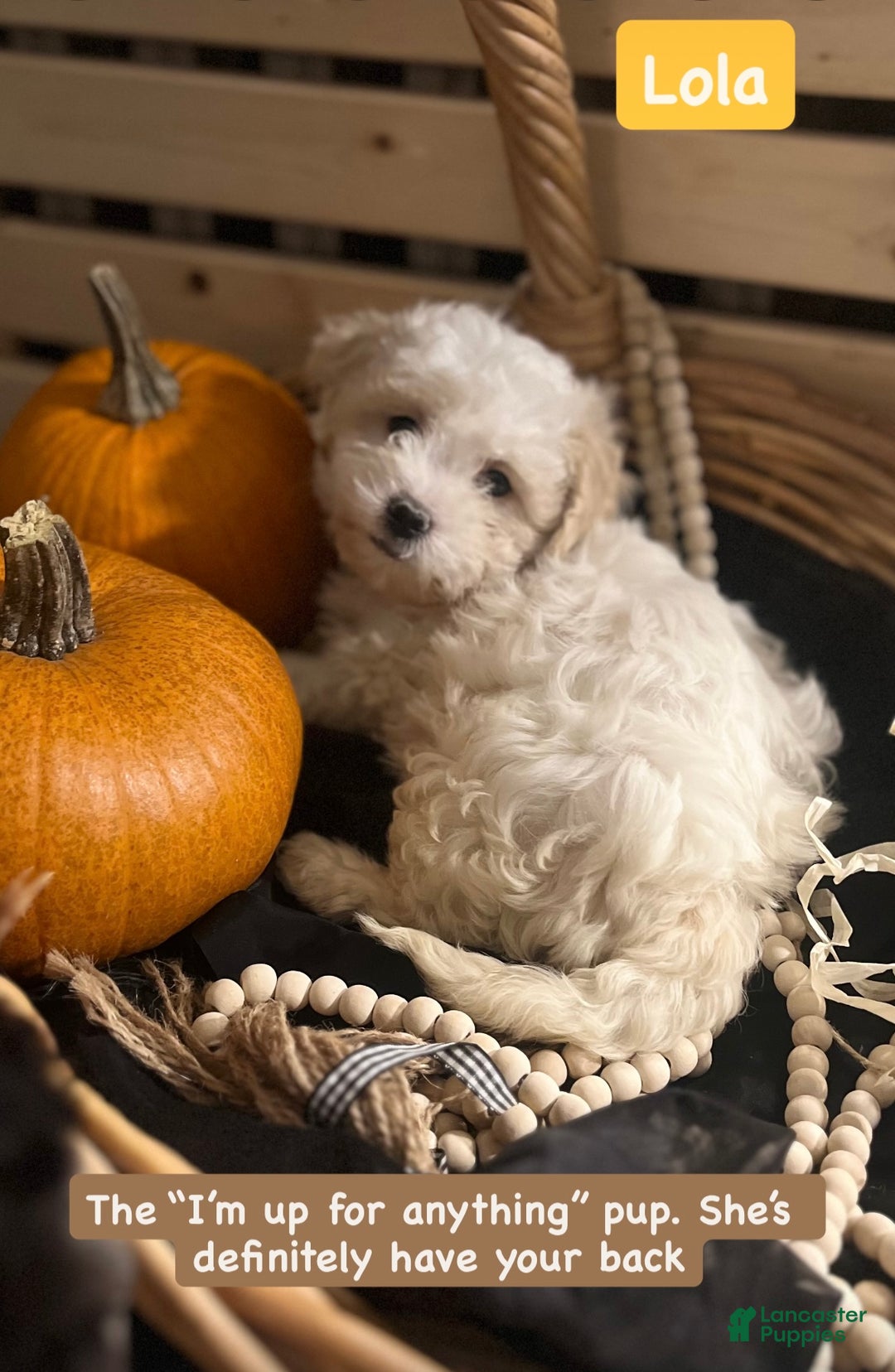 Mixed Breed dogs for sale: Shichon Poo Puppy 2 (Lola) - Ad 1