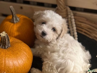 Mixed Breed dogs Shichon Poo Puppy 2 (Lola) - Ad 32