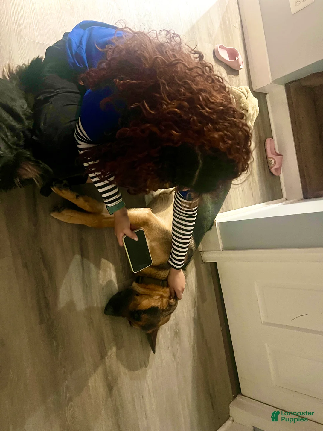 German Shepherd dogs for sale: German Shepherd Puppy 1 - Ad 4