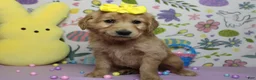 Golden Retriever dogs for sale: AnnaBelle - Ad 2
