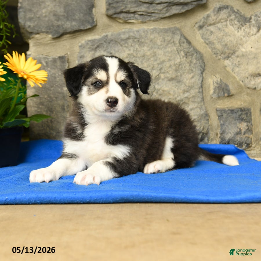 Border Collie dogs Kody - Ad 1