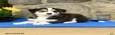 Kody