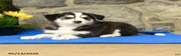 Border Collie dogs for sale: Kody - Ad 1