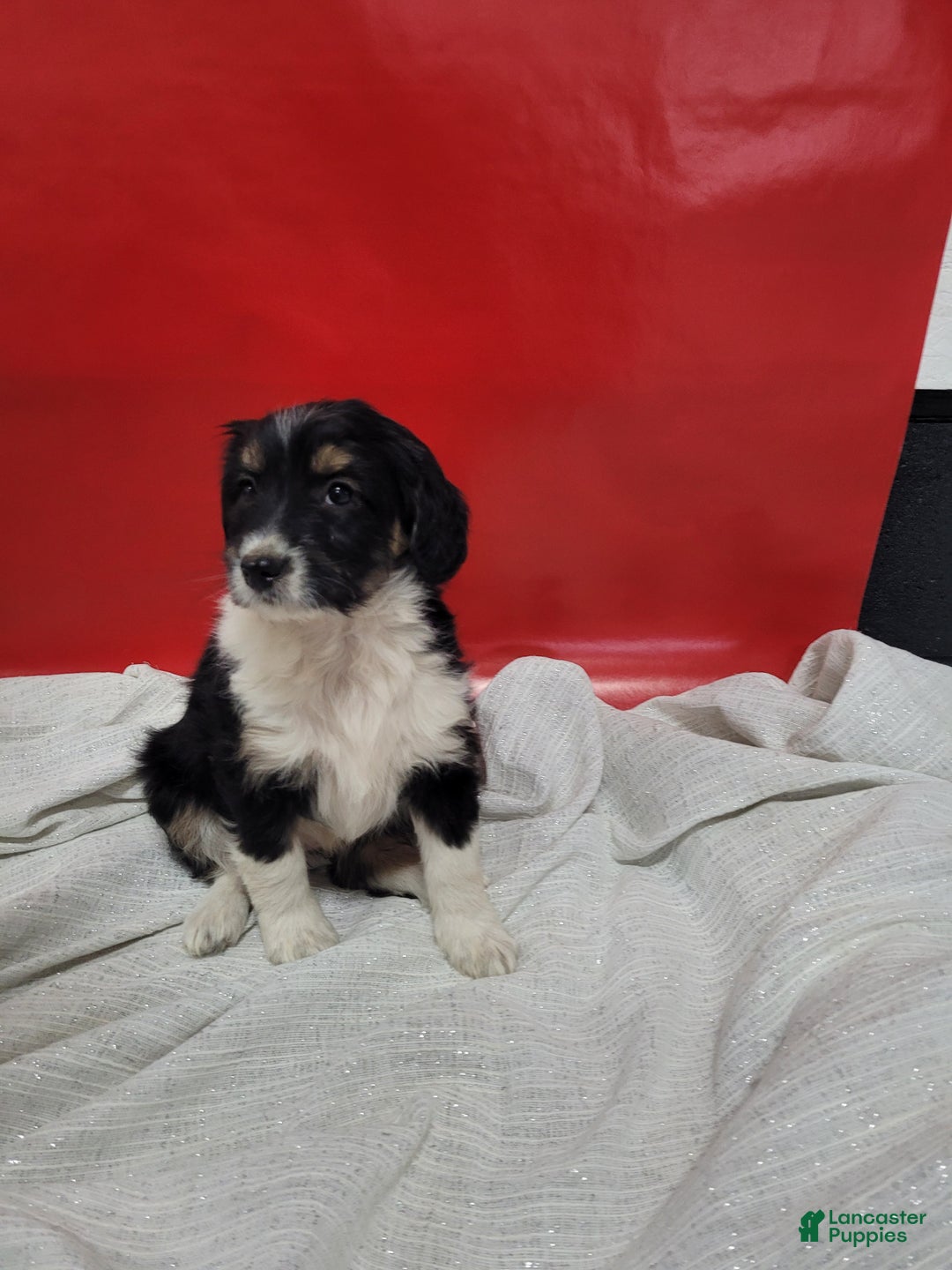 Mixed Breed dogs for sale: Mixed Breed Puppy 4isabel - Ad 3
