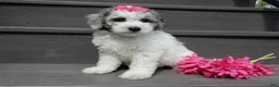 Sheepadoodle dogs for sale: Emmy-MEDIUM - Ad 5