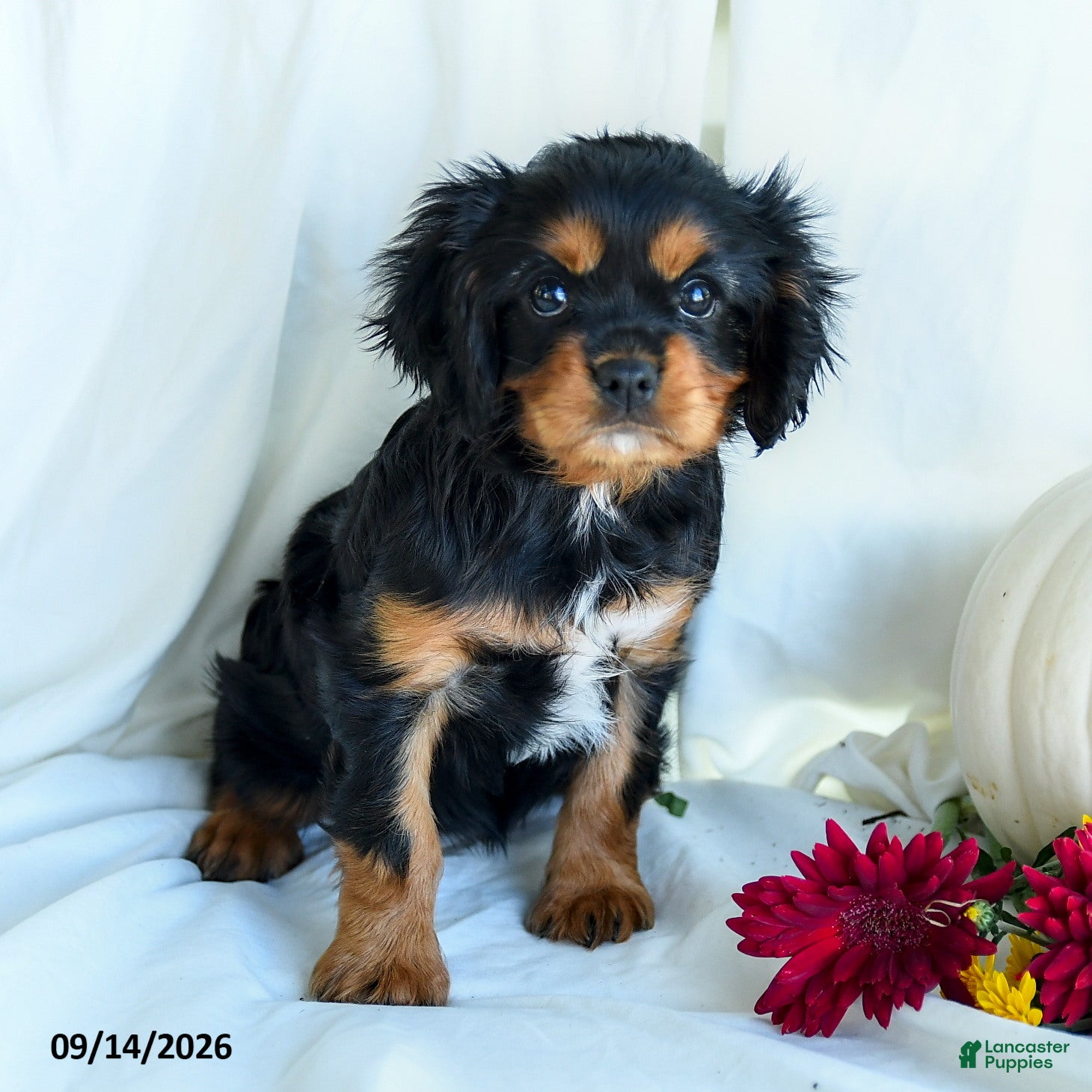 Cavalier King Charles Spaniel dogs for sale: Pansy - Ad 1