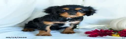 Cavalier King Charles Spaniel dogs for sale: Pansy - Ad 1