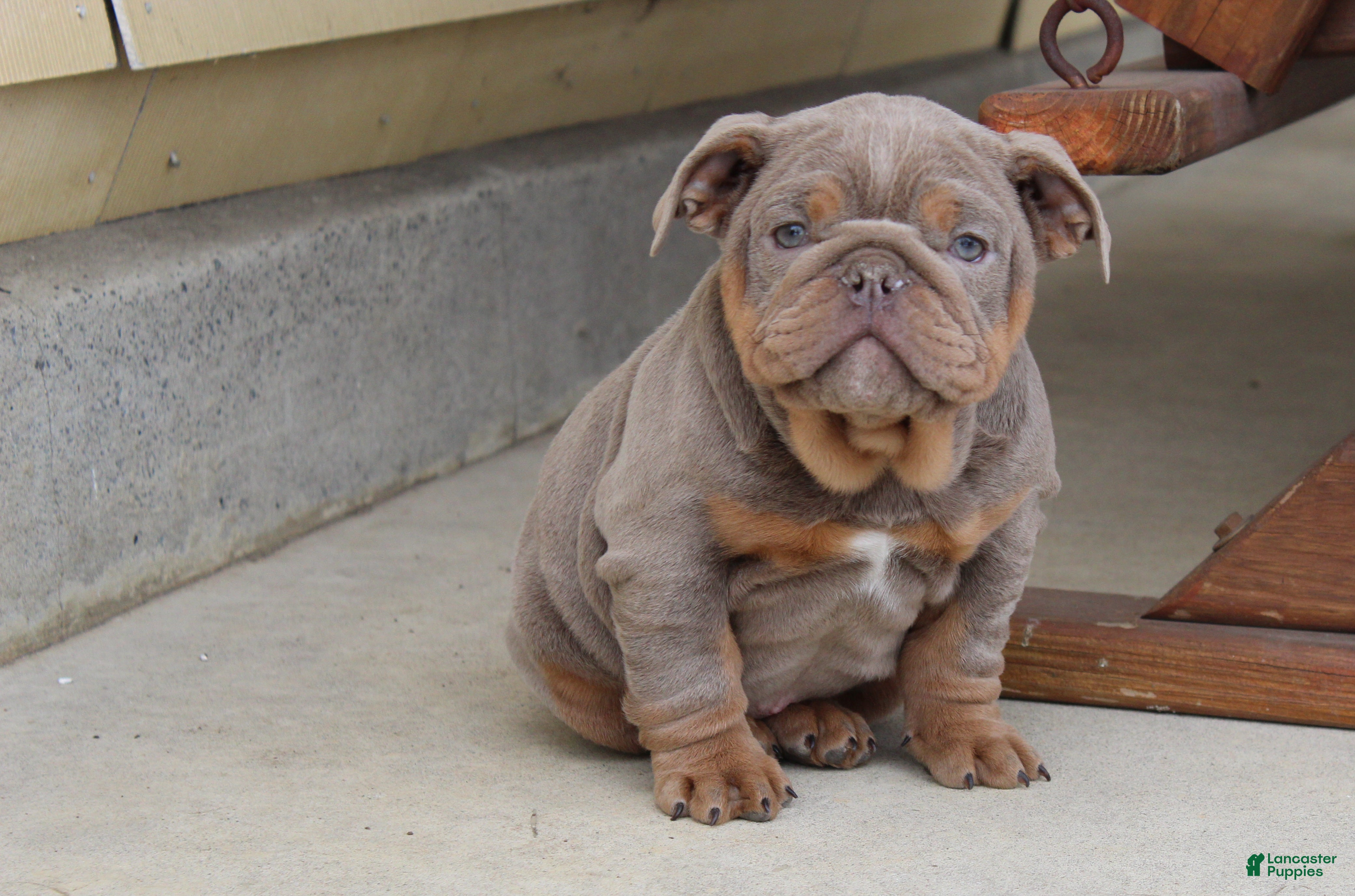 English Bulldog dogs English Bulldog Puppy 1 - Ad 1