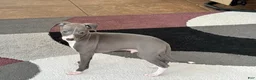 Italian Greyhound dogs for sale: Pj - Ad 3