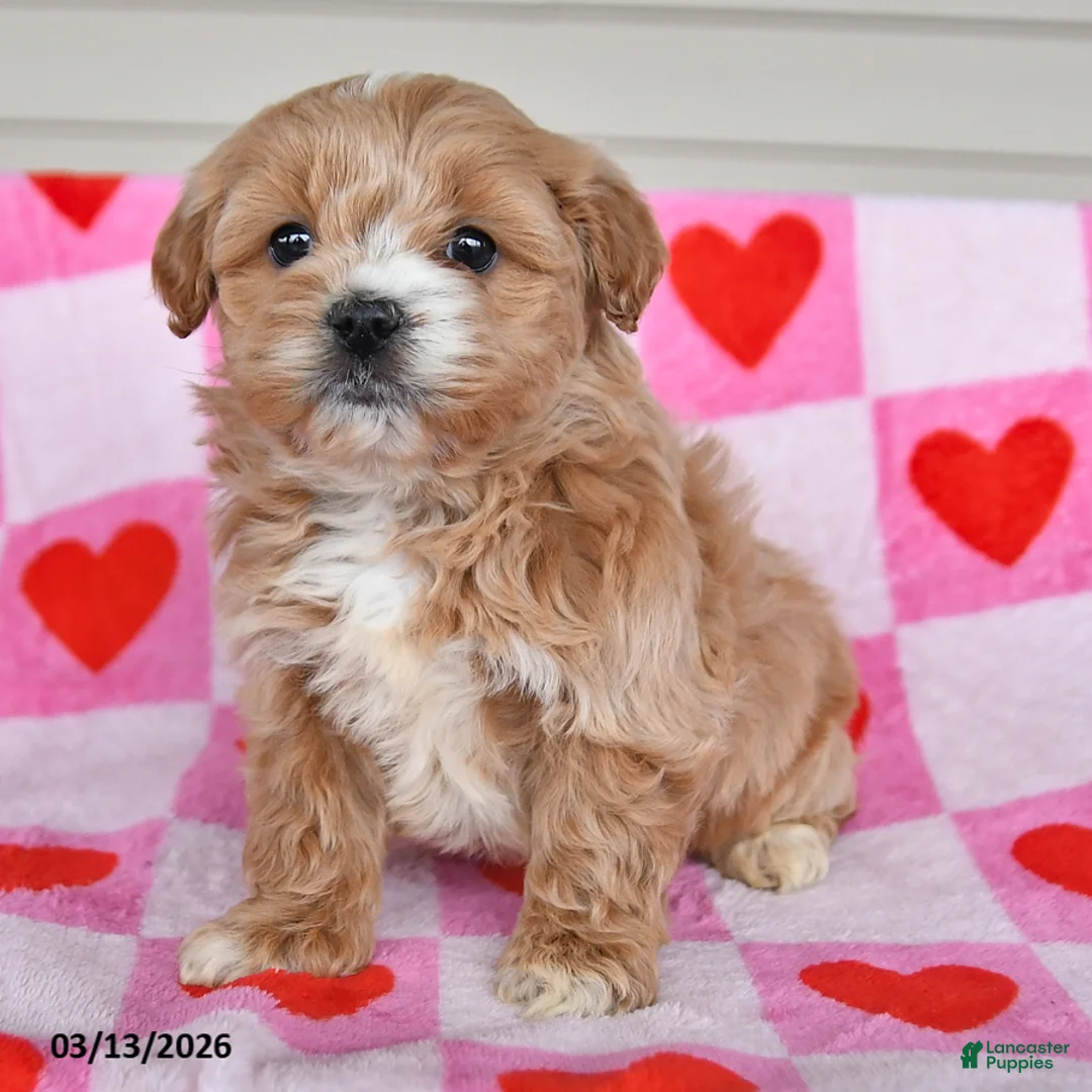 Shihpoo dogs for sale: Karley - Ad 2