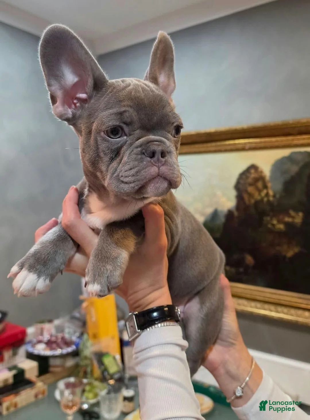 French Bulldog dogs for sale: French Bulldog 5 - Ad 1